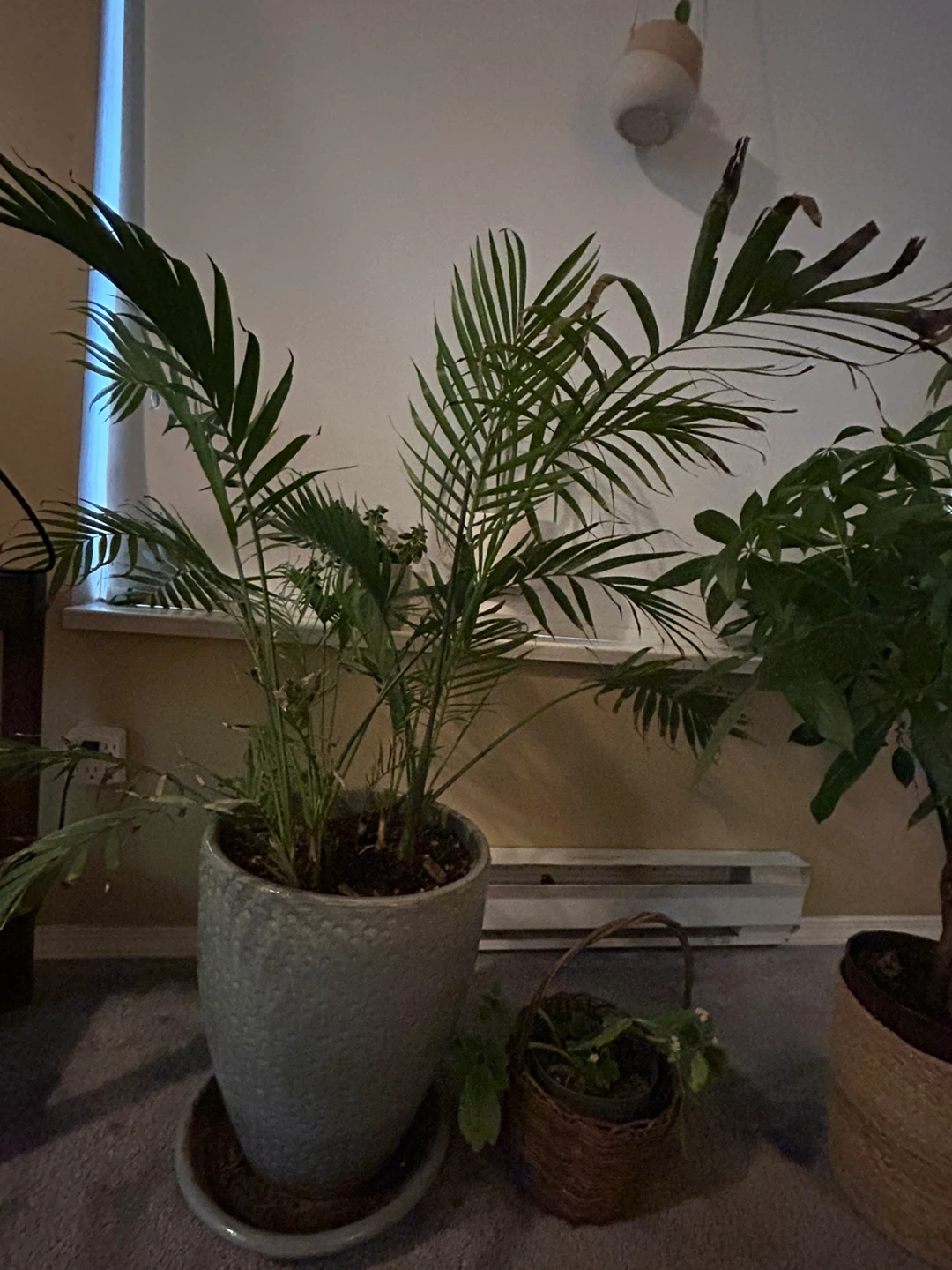 Assortment of indoor plants price to sell - photo 2