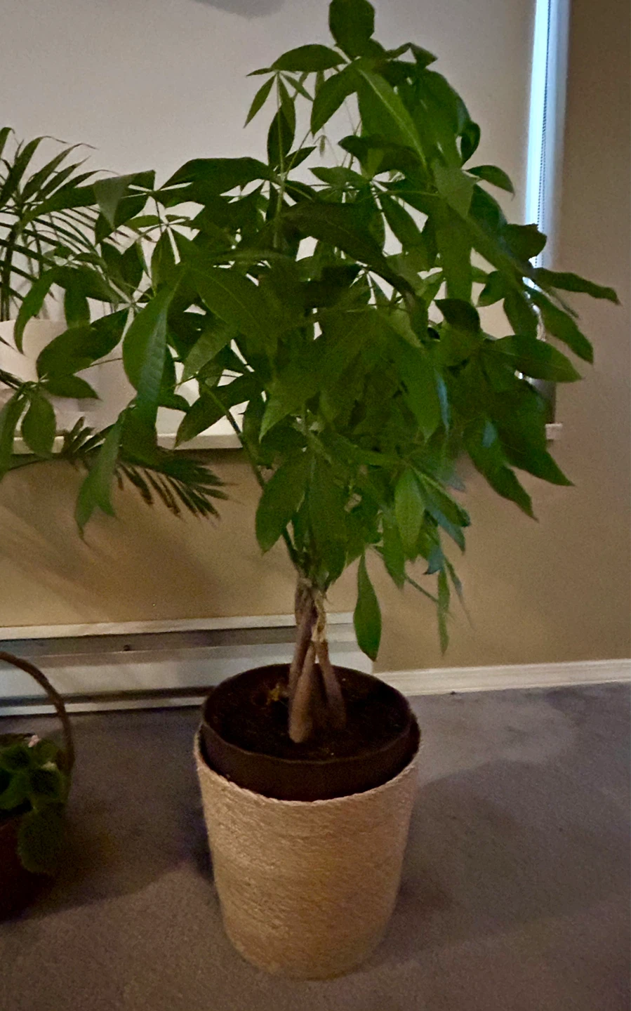Assortment of indoor plants price to sell