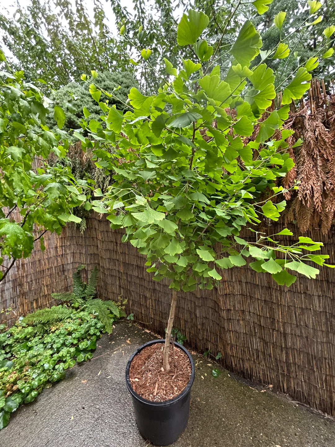 Potted Trees For Sale - photo 4