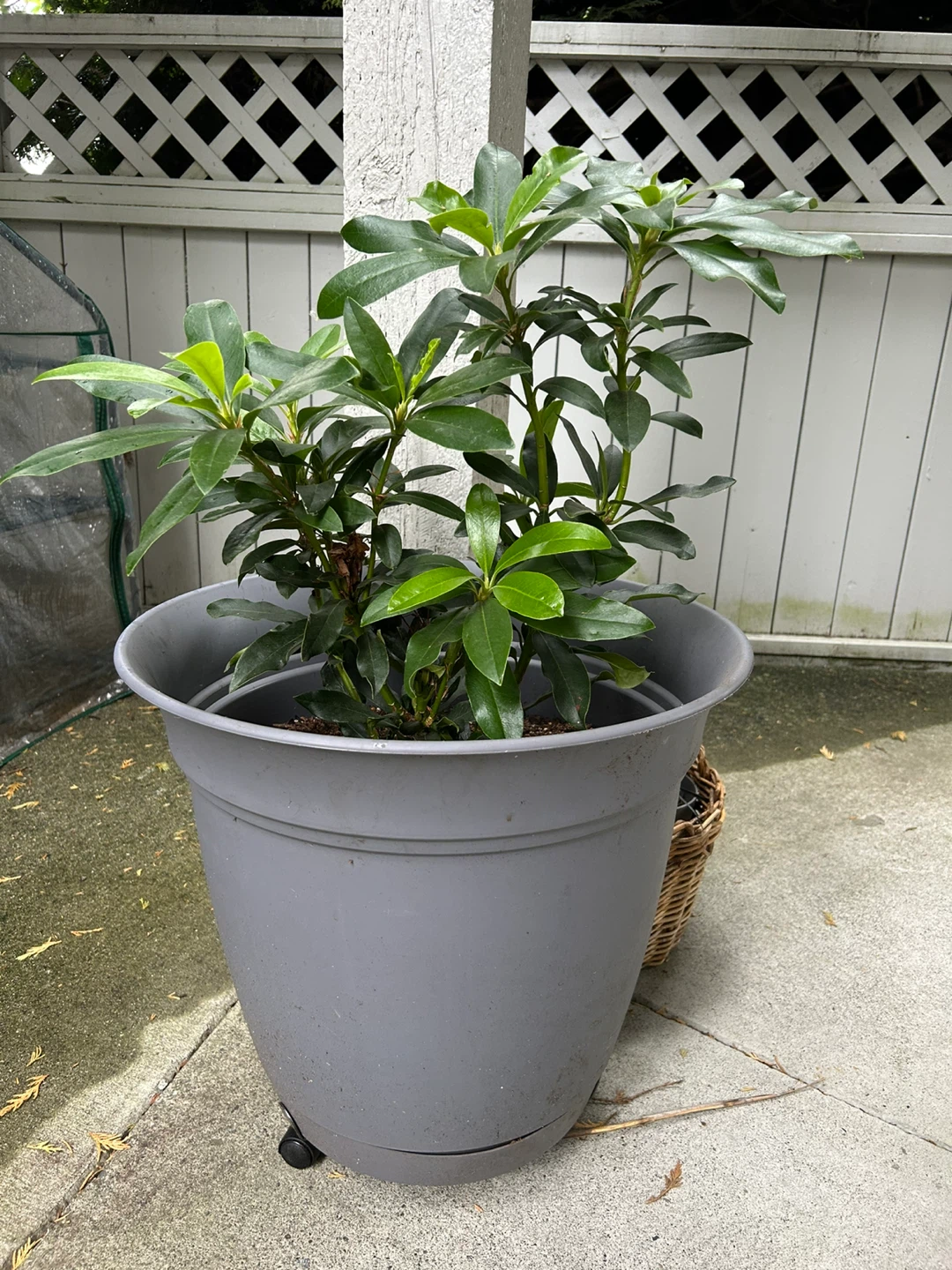 Potted Trees For Sale - photo 3