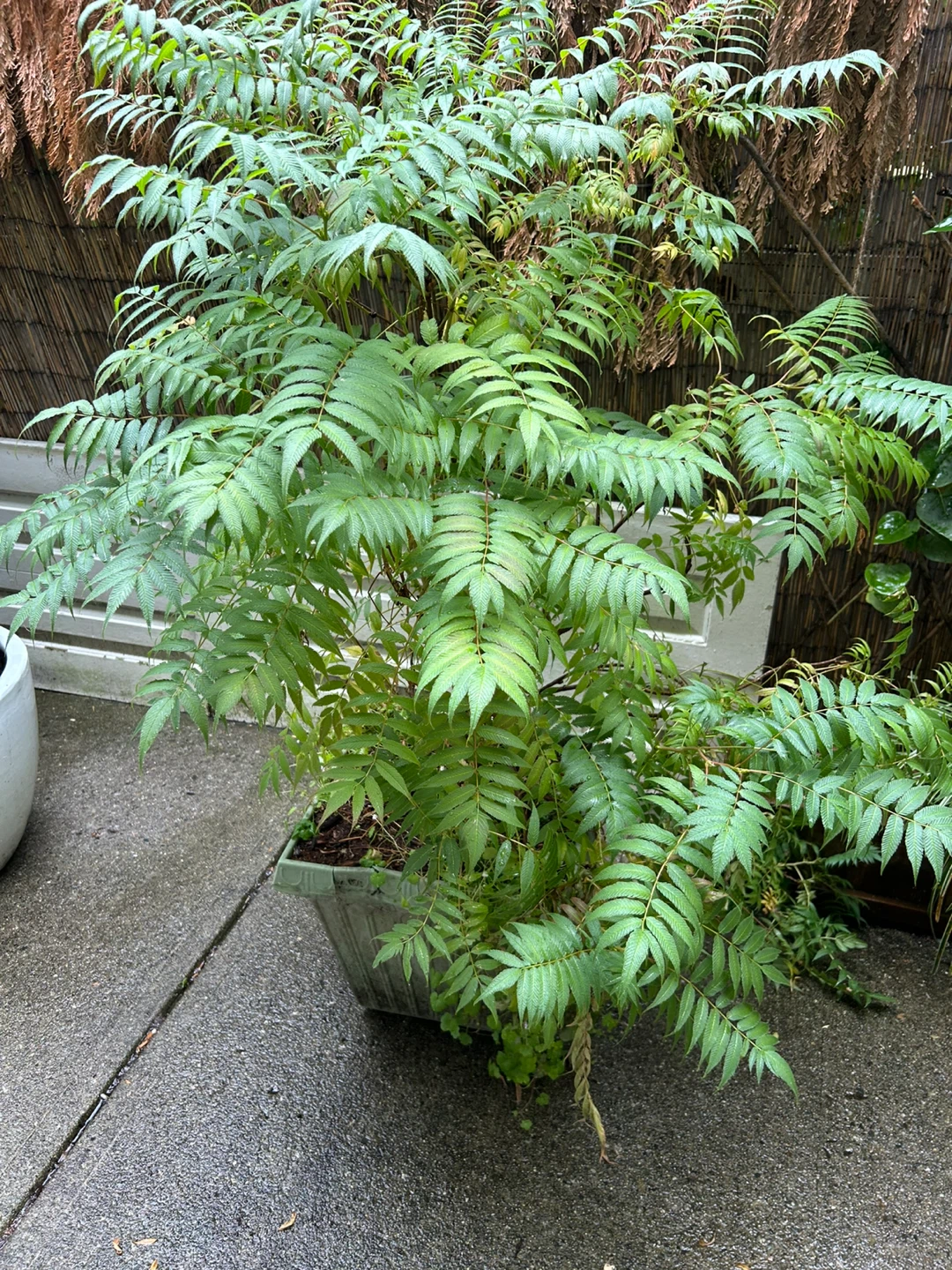 Potted Trees For Sale - photo 5