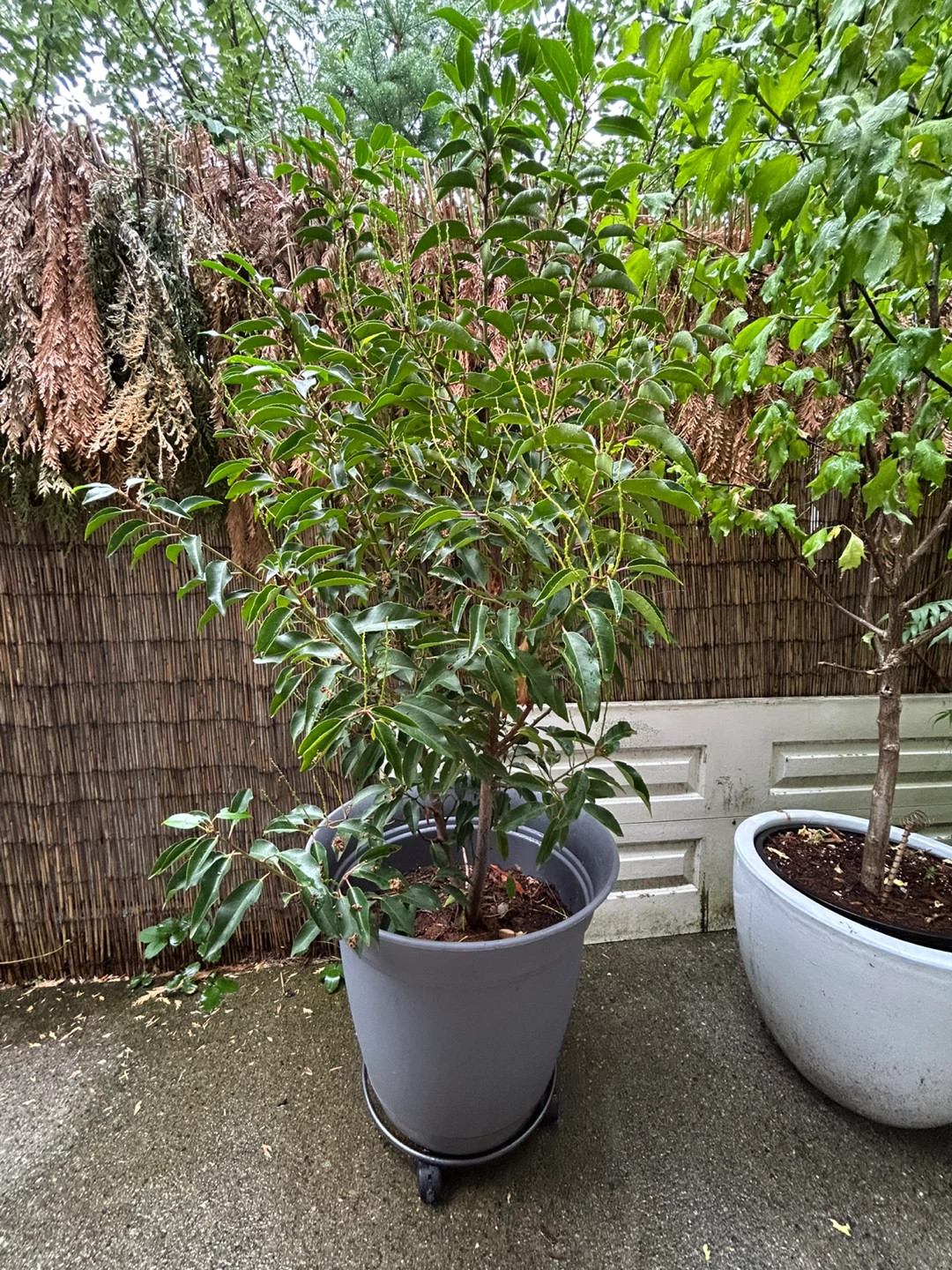 Potted Trees For Sale