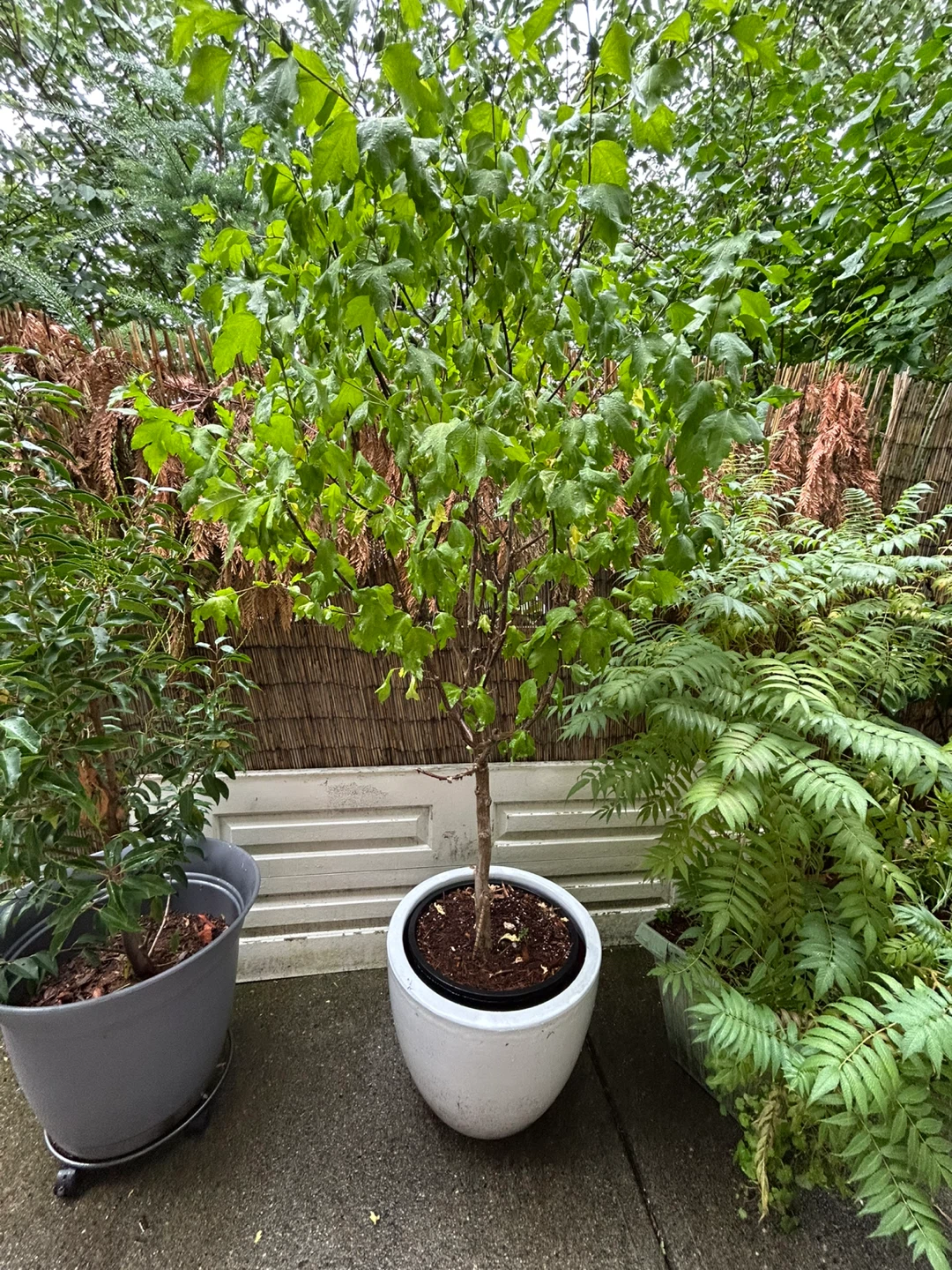 Potted Trees For Sale - photo 2