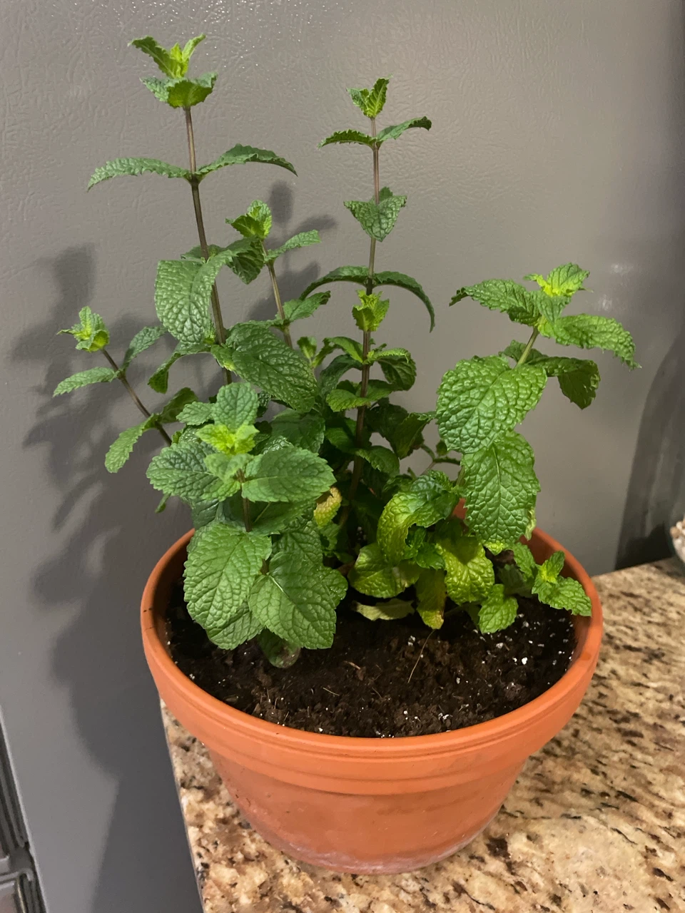 Mint Plant in Terra Cotta pot