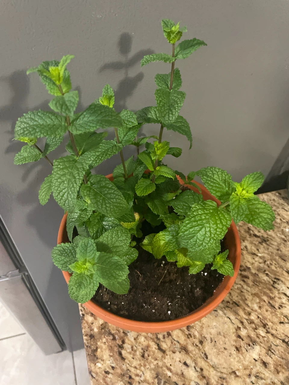 Mint Plant in Terra Cotta pot - photo 2