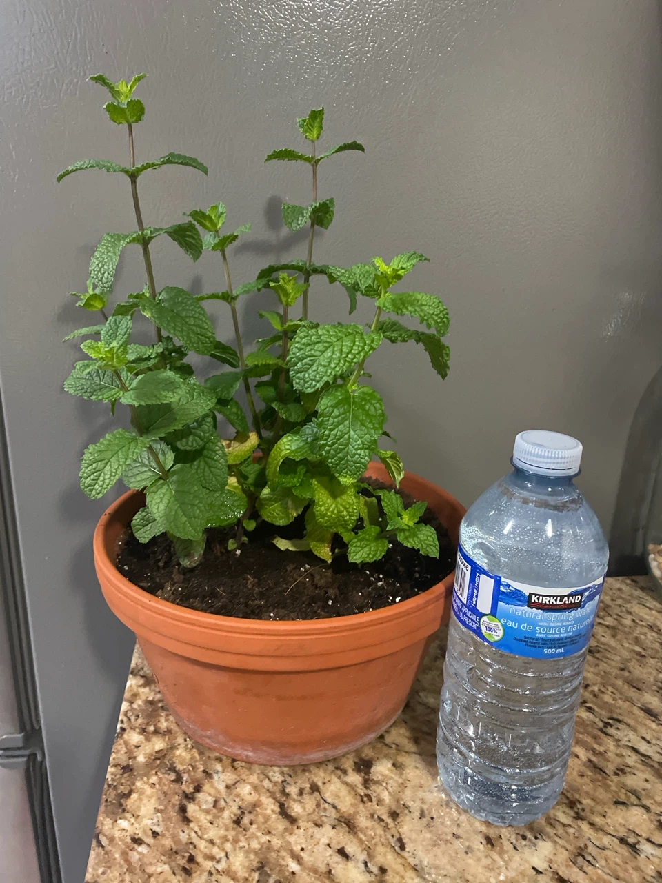 Mint Plant in Terra Cotta pot - photo 3