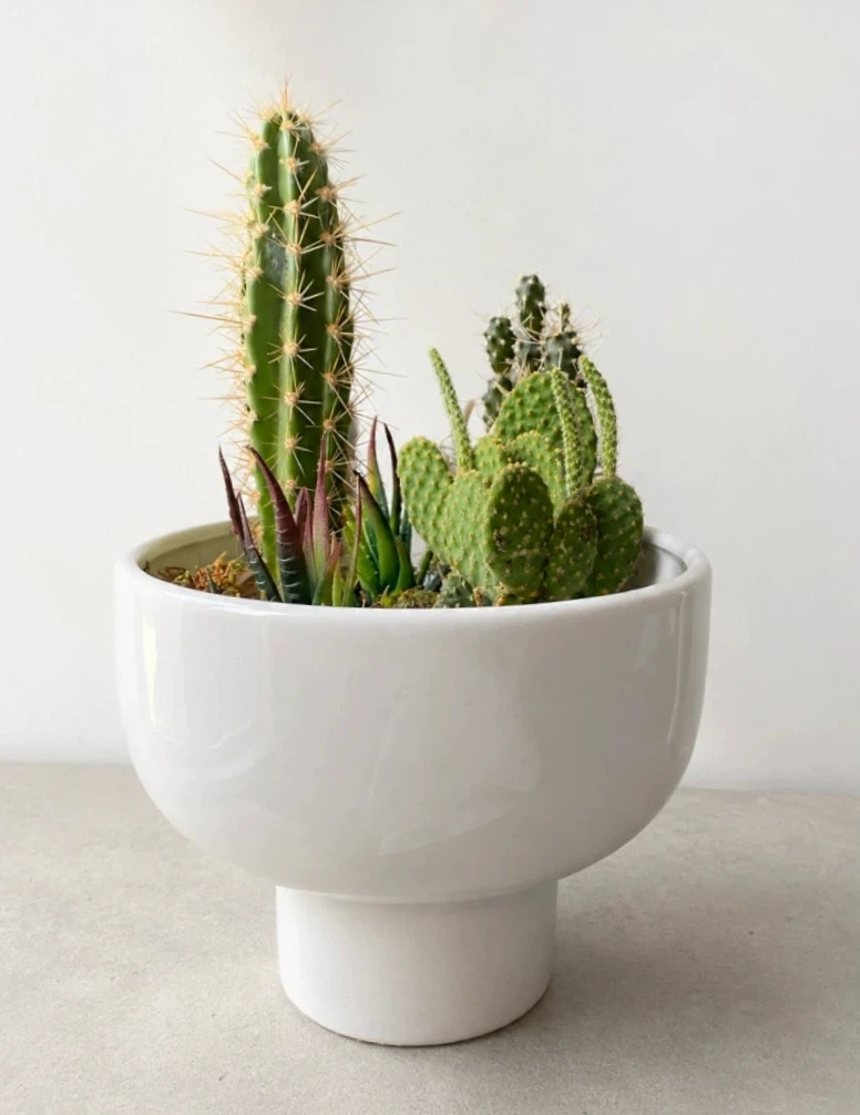 Cactus and Succulent Garden in Modern Planter