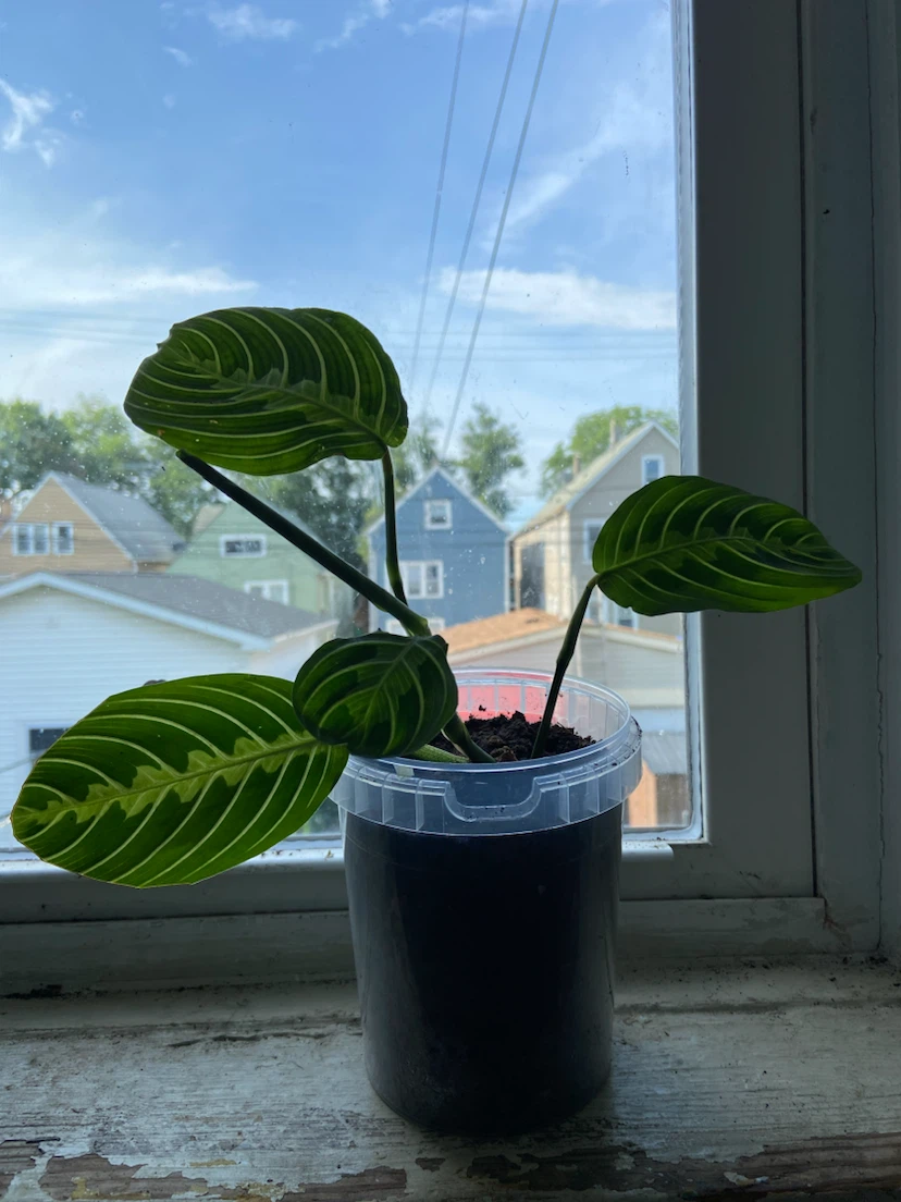 Maranta lemon