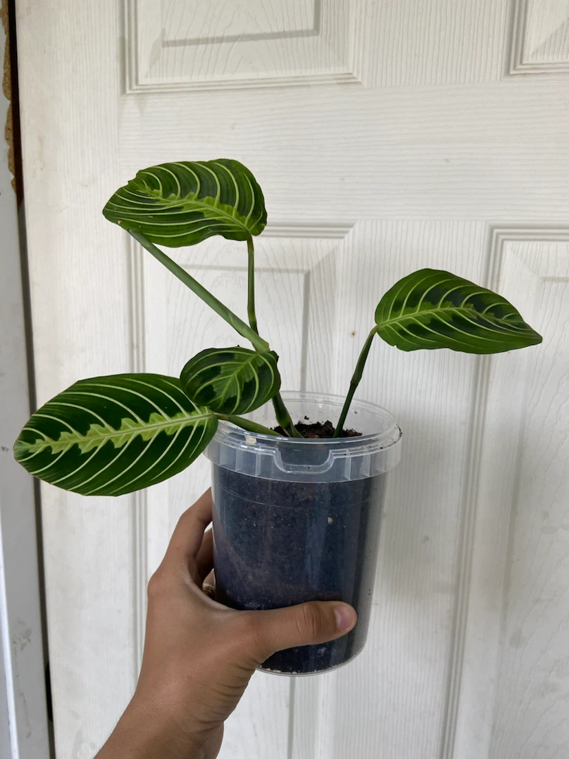 Maranta lemon - photo 2