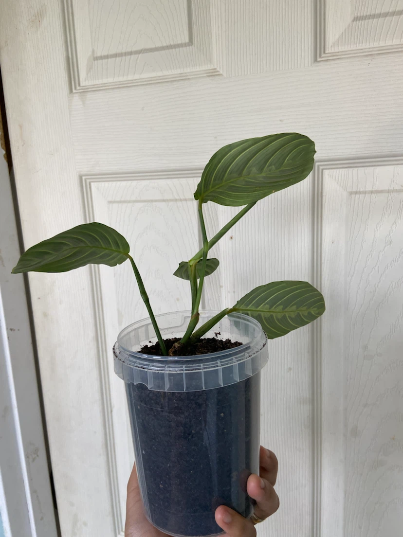 Maranta lemon - photo 3