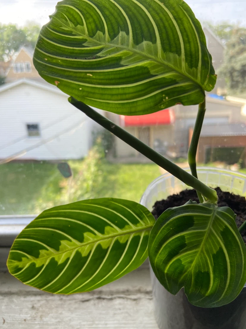 Maranta lemon - photo 4