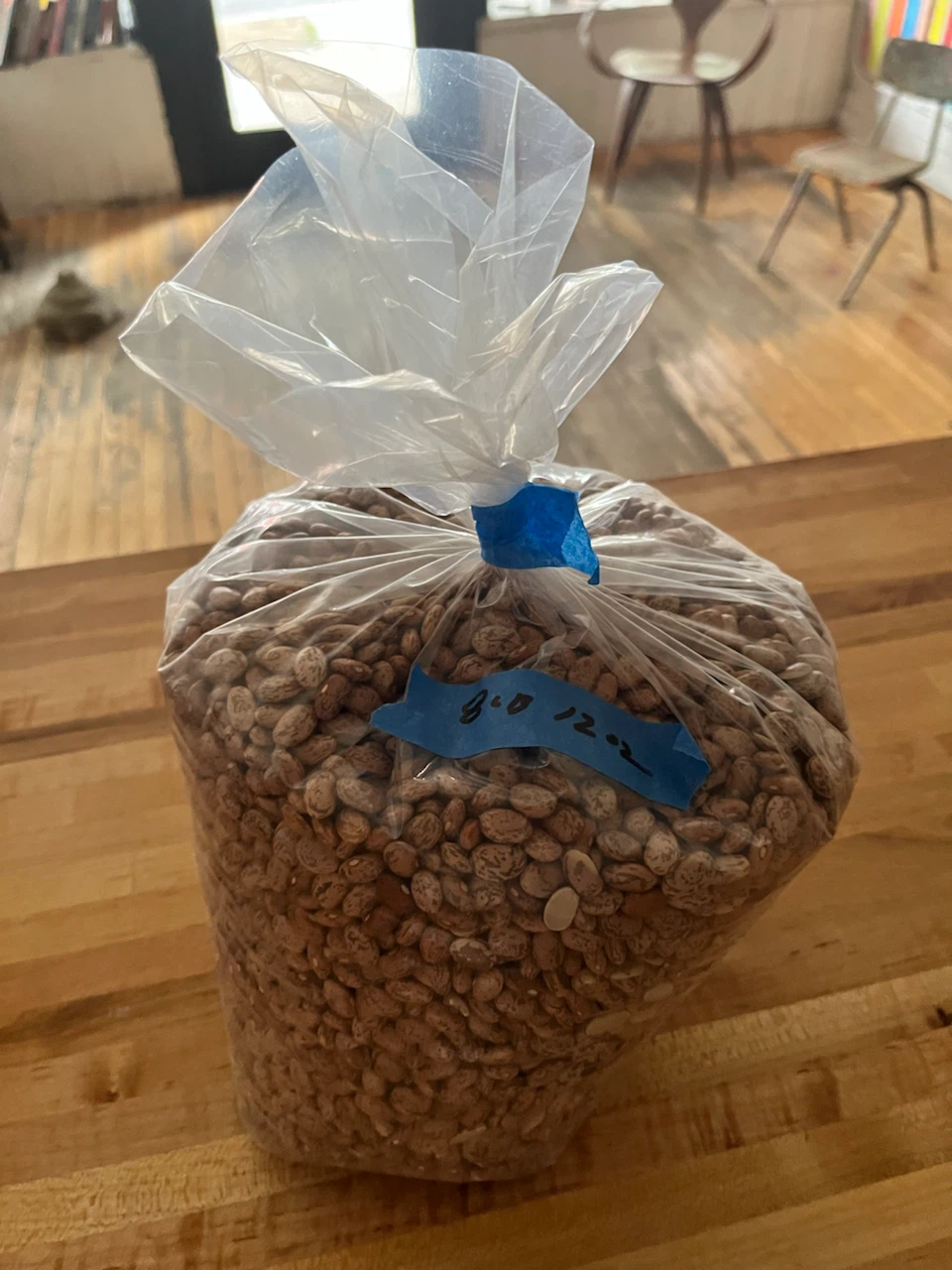 Pinto Beans