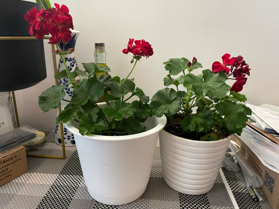 Red geranium plants
