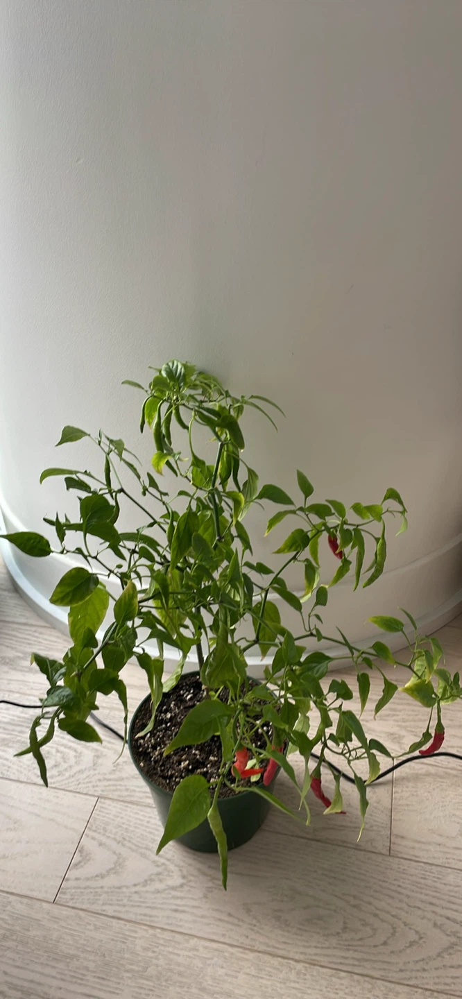 Fruiting red chilli plant