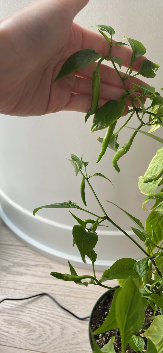 Fruiting red chilli plant - photo 4