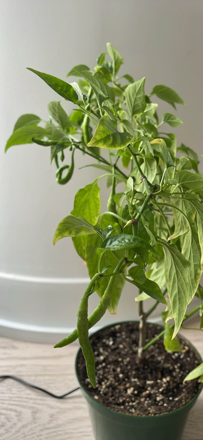Fruiting red chilli plant - photo 3