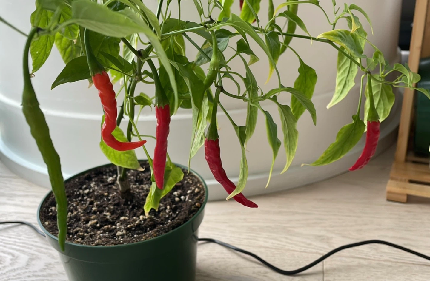 Fruiting red chilli plant - photo 2