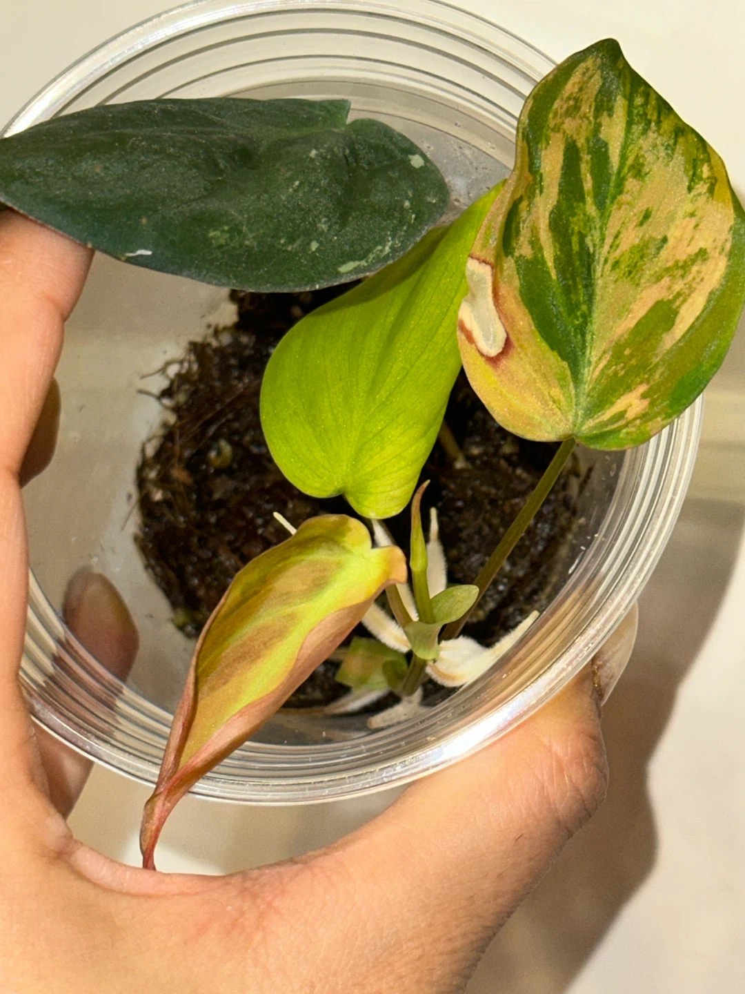 Variegated Philodendron Micans Plant