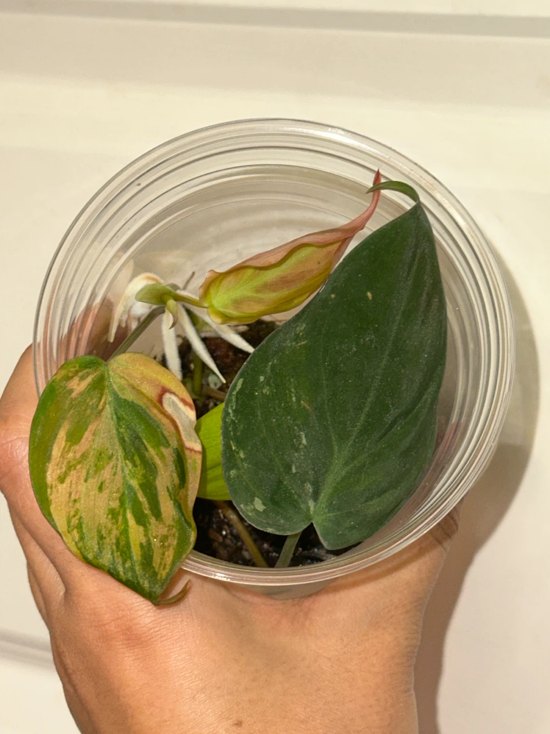 Variegated Philodendron Micans Plant - photo 2
