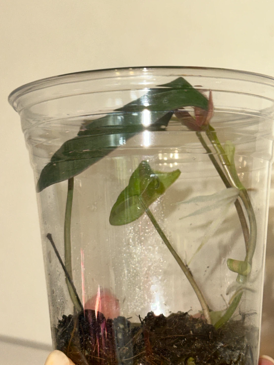 Variegated Philodendron Micans Plant - photo 3