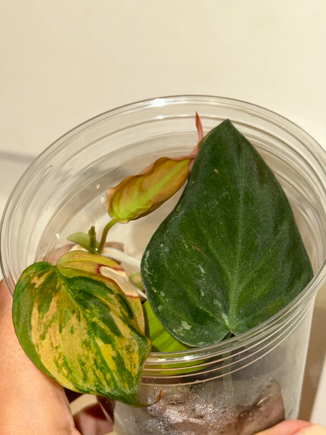 Variegated Philodendron Micans Plant - photo 4