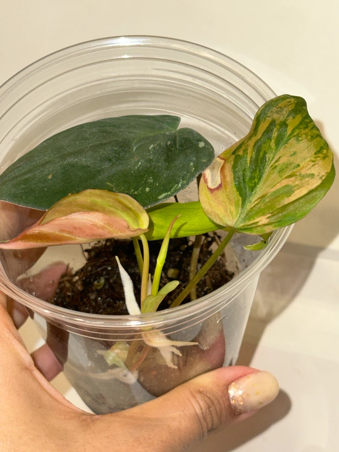 Variegated Philodendron Micans Plant - photo 5