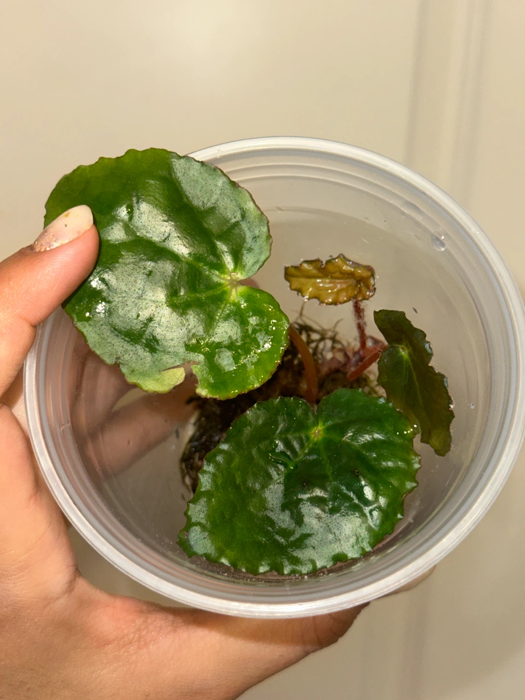 Begonia Ferox Plant