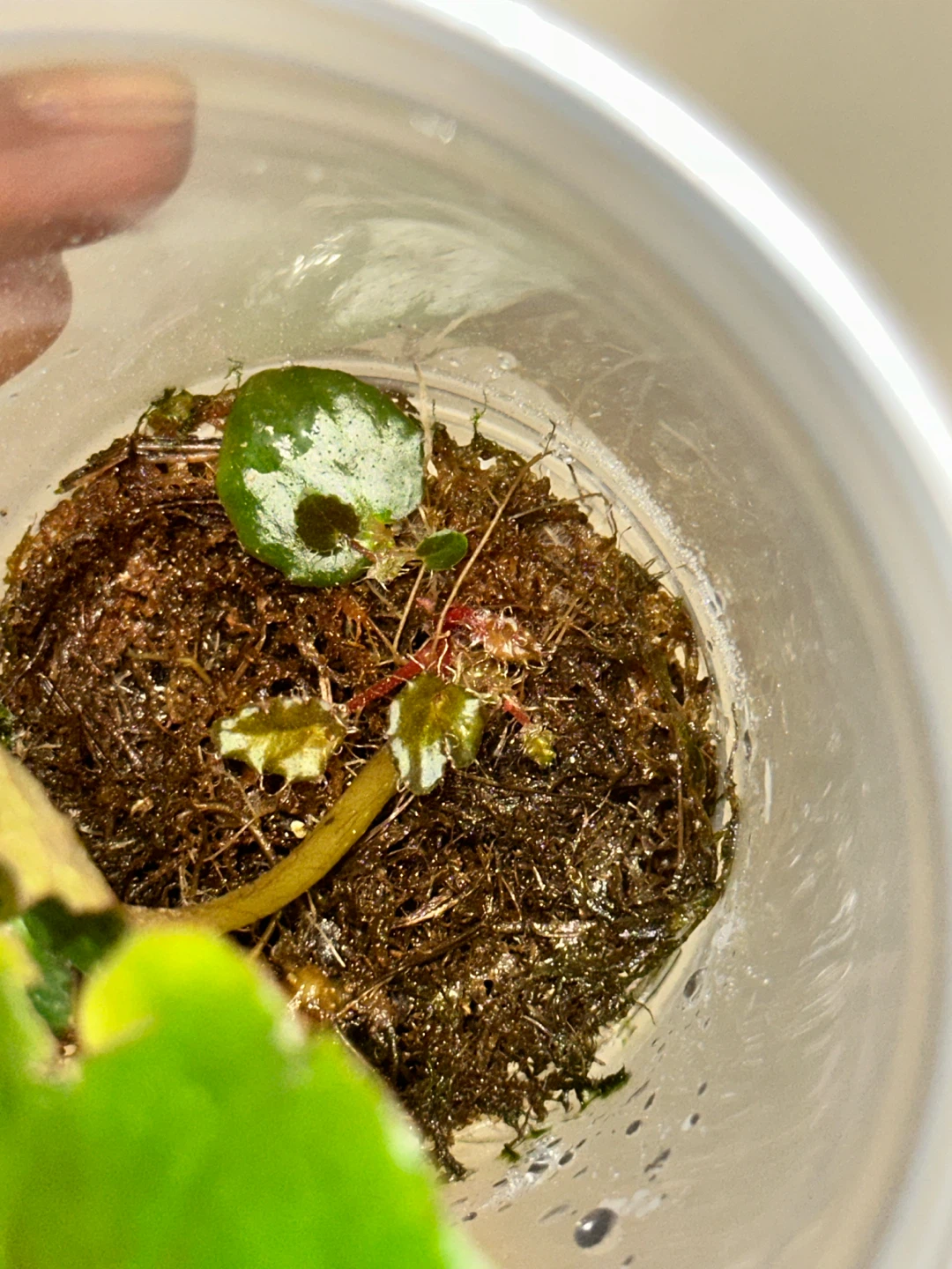 Begonia Ferox Plant - photo 2