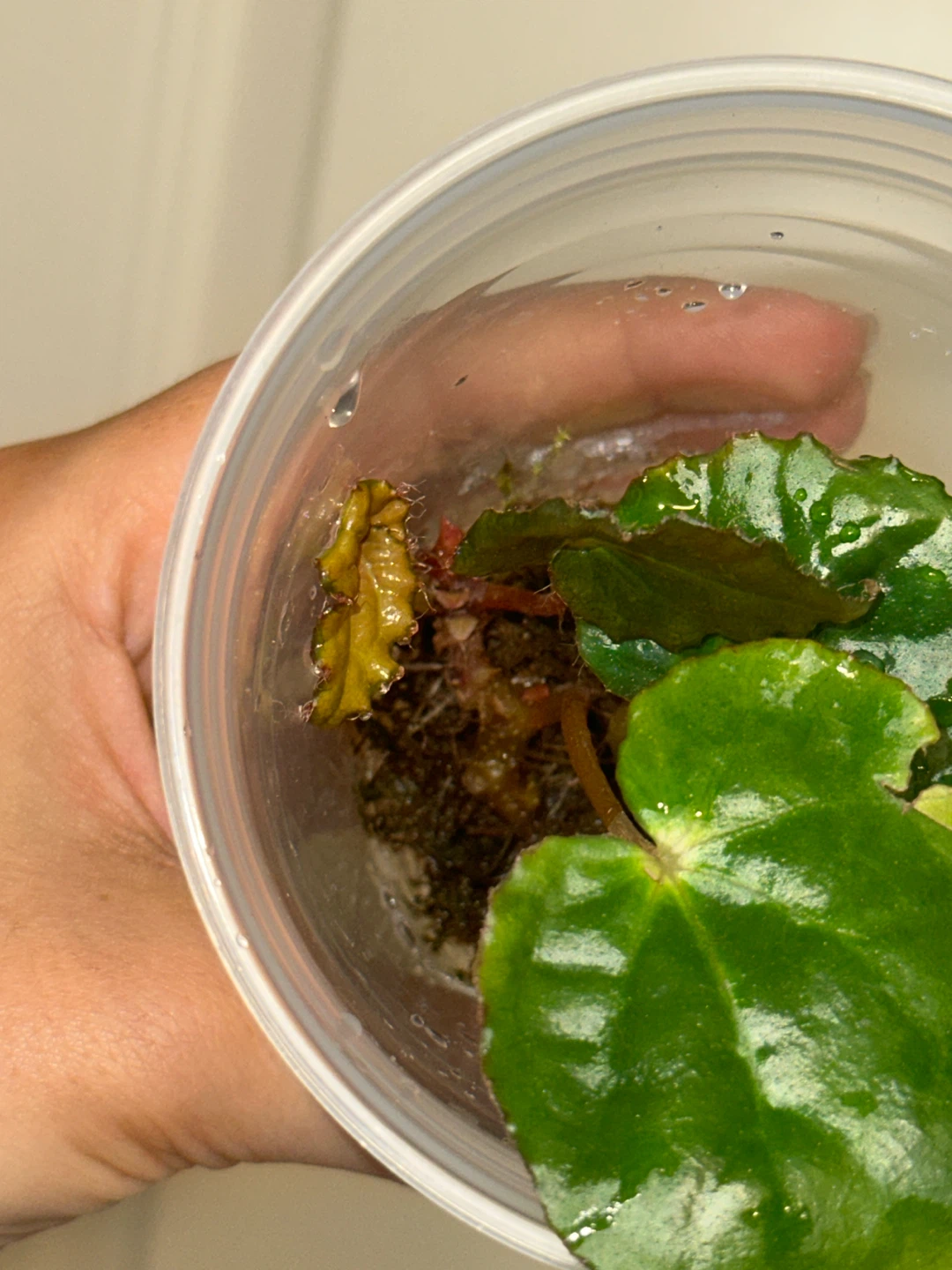 Begonia Ferox Plant - photo 3