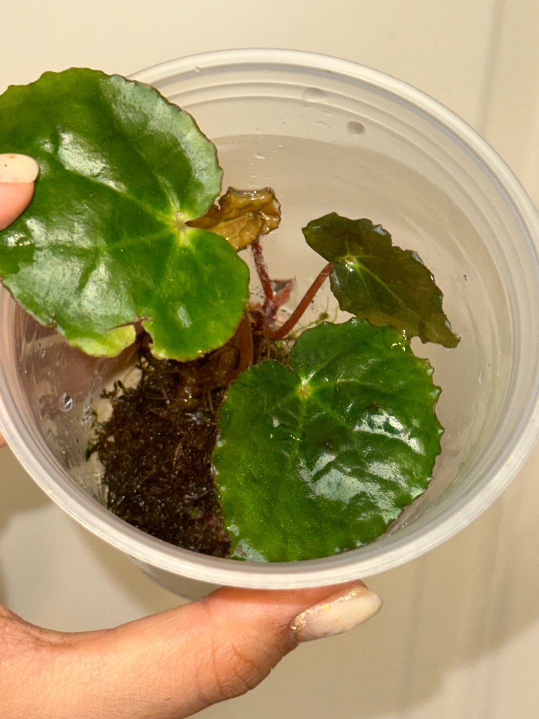 Begonia Ferox Plant - photo 4