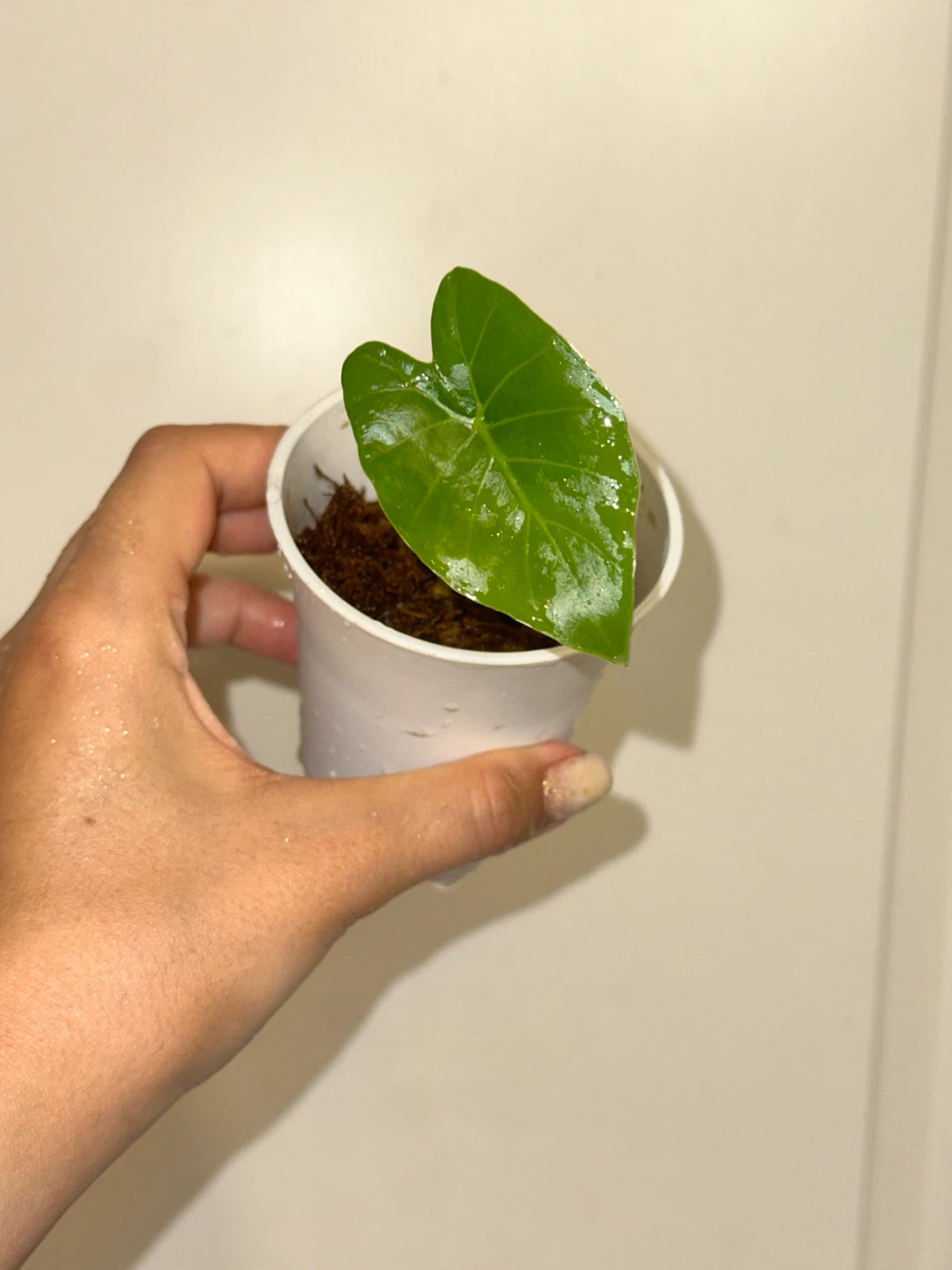 Alocasia Regal Shield Plant