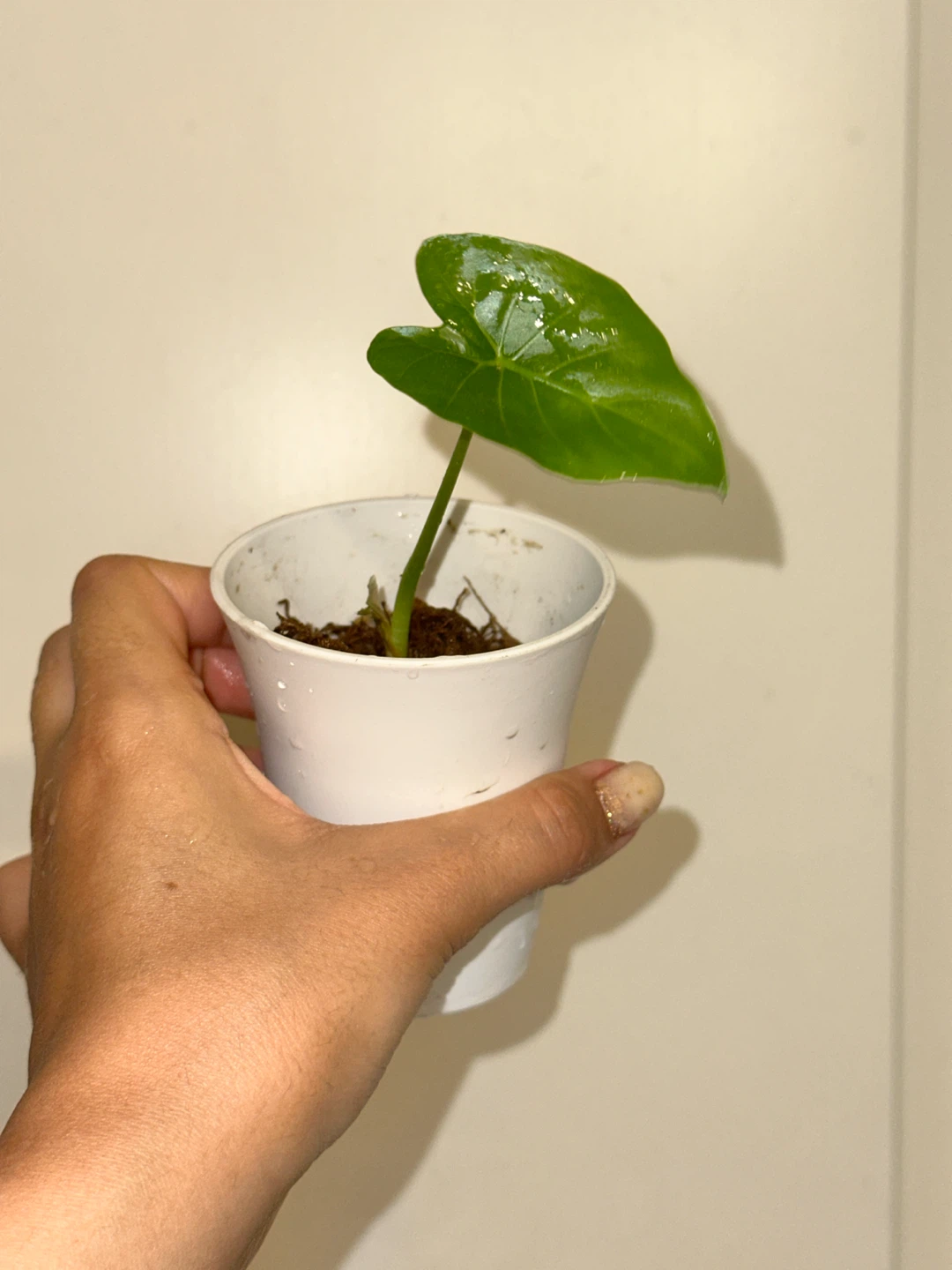 Alocasia Regal Shield Plant - photo 2