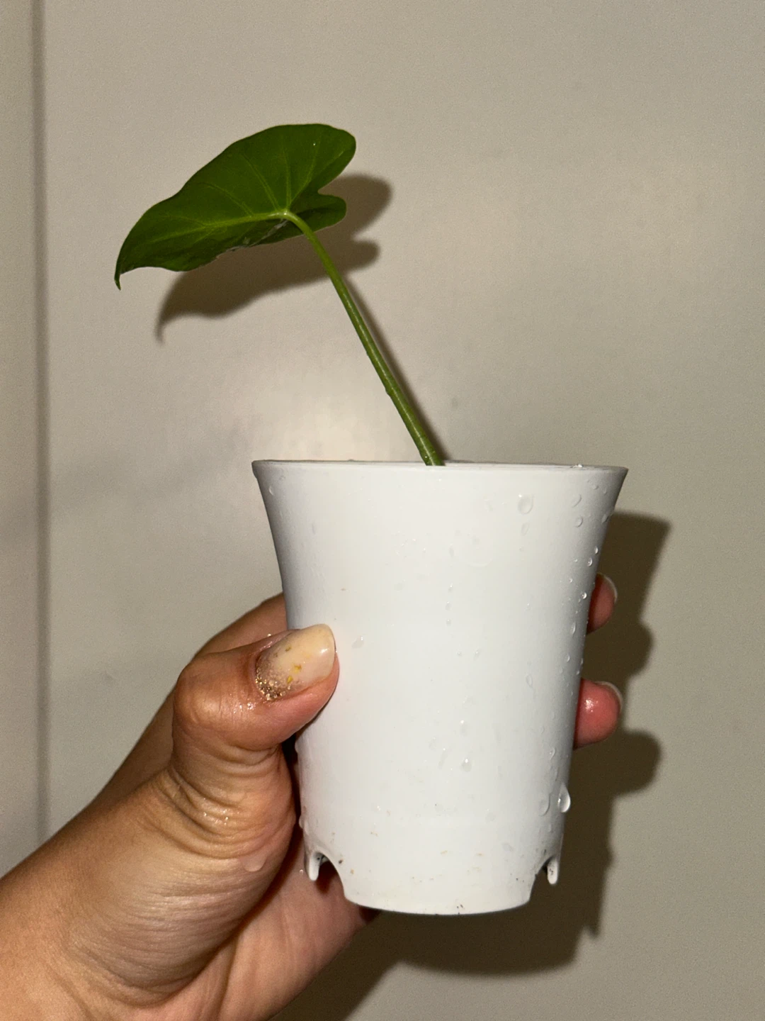 Alocasia Regal Shield Plant - photo 3