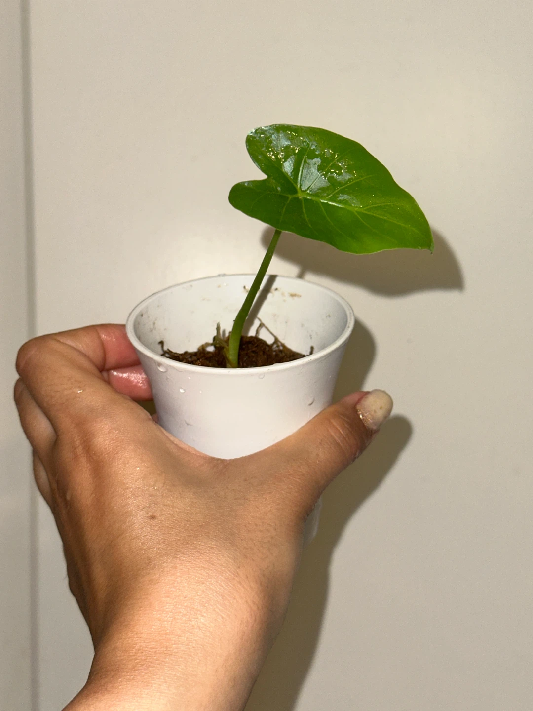 Alocasia Regal Shield Plant - photo 4