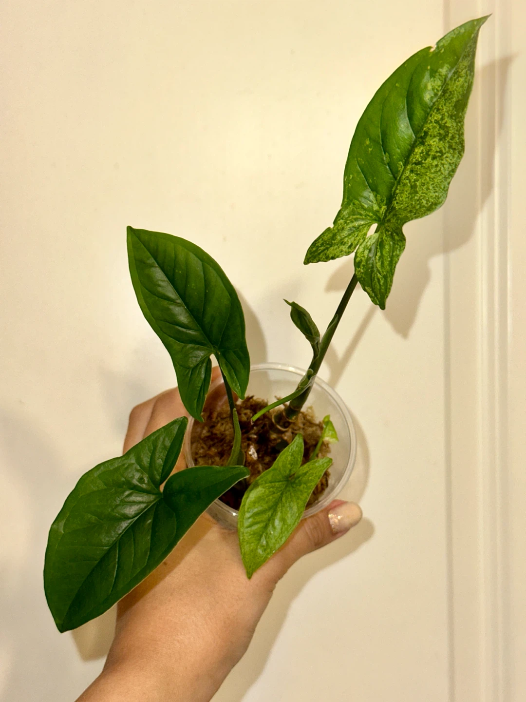 Variegated Syngonium Mint Plant