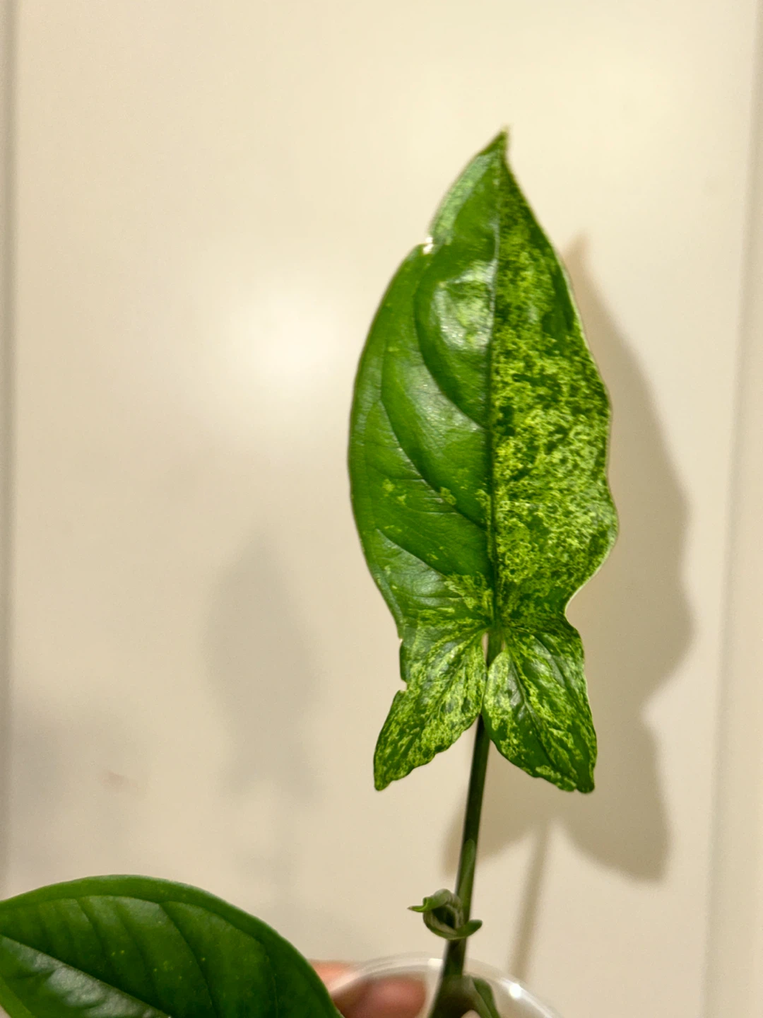 Variegated Syngonium Mint Plant - photo 2