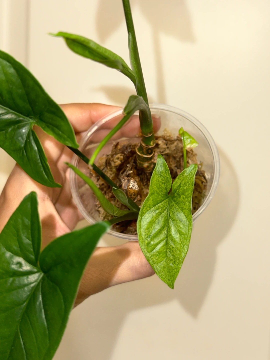Variegated Syngonium Mint Plant - photo 3