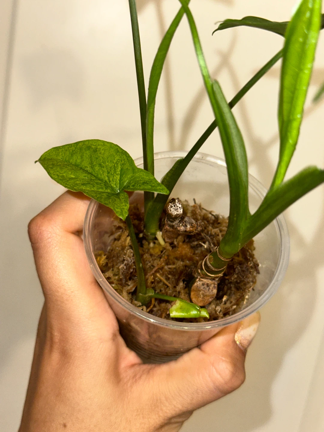 Variegated Syngonium Mint Plant - photo 4