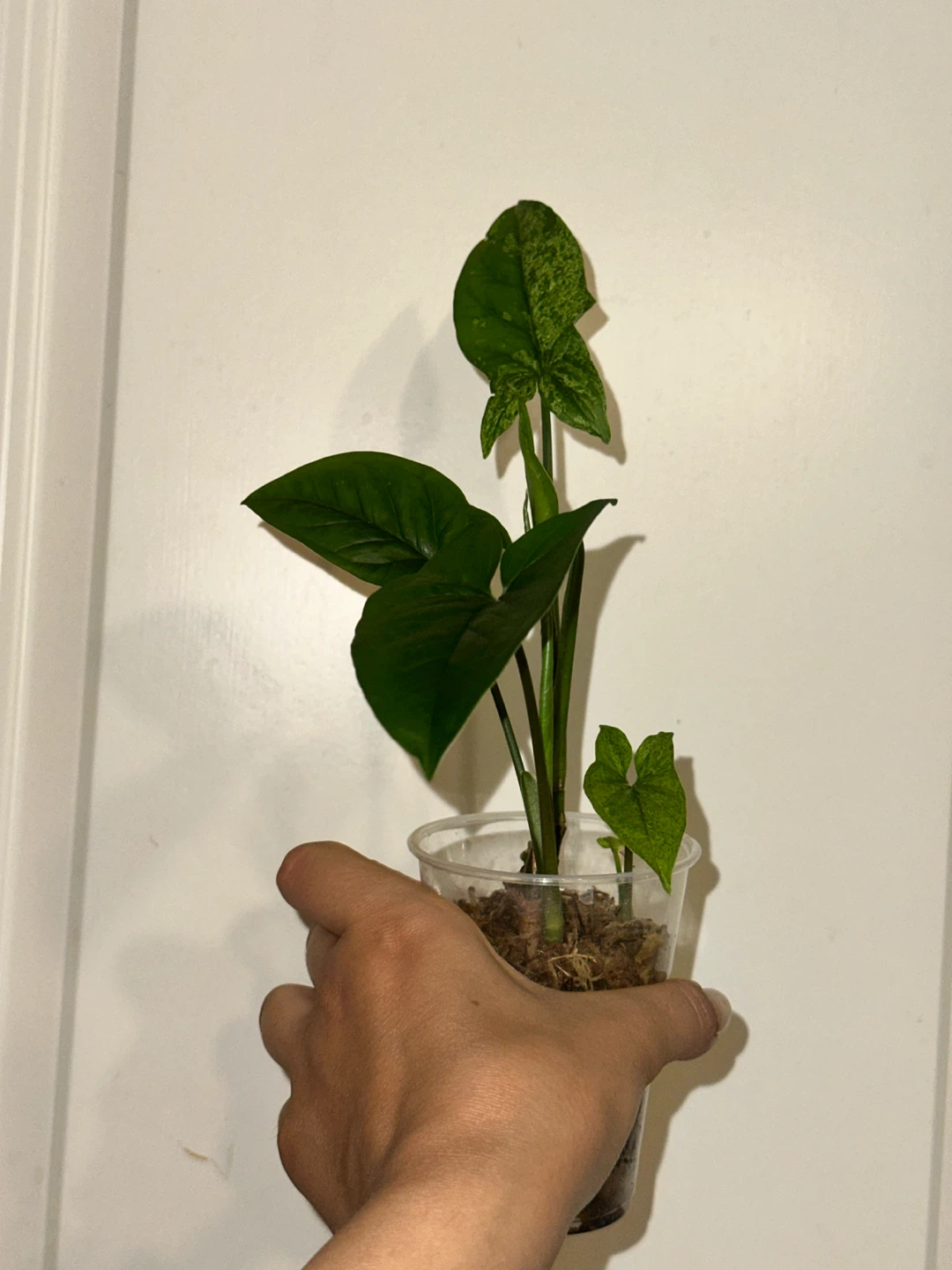 Variegated Syngonium Mint Plant - photo 5