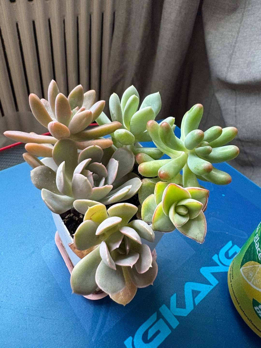 Assorted Succulents in Pot