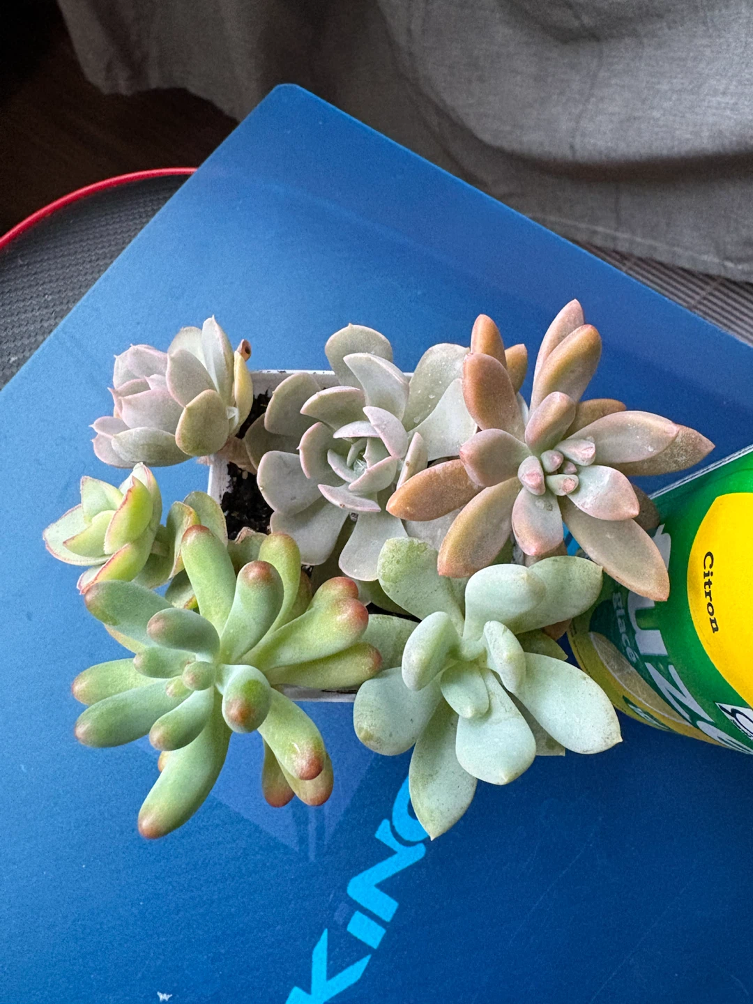 Assorted Succulents in Pot - photo 2