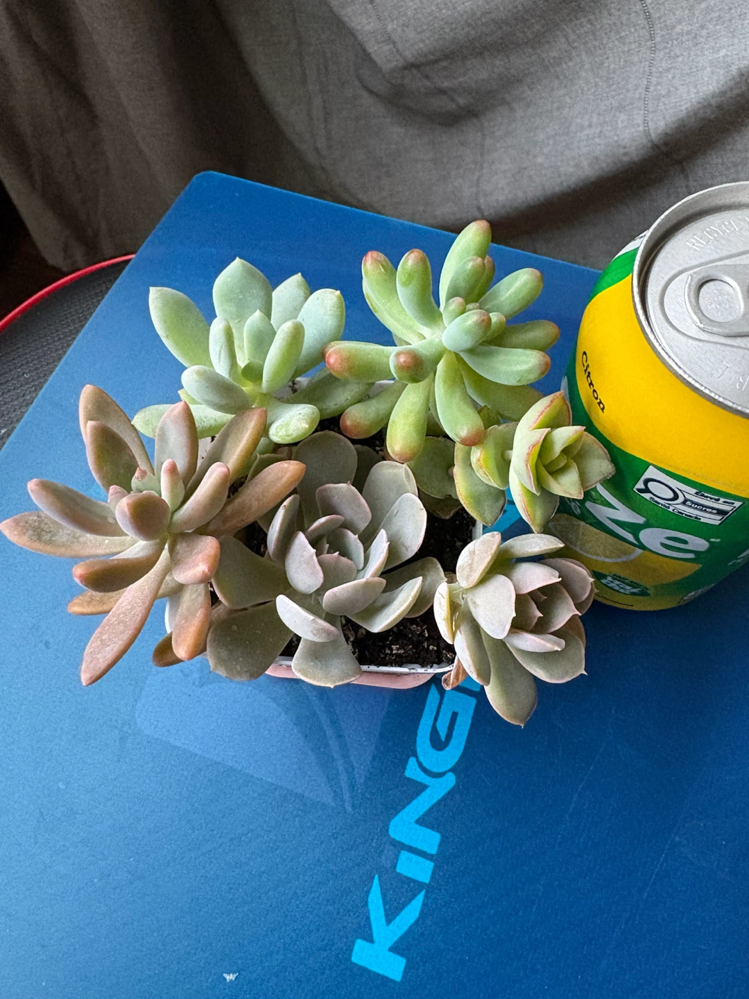 Assorted Succulents in Pot - photo 3