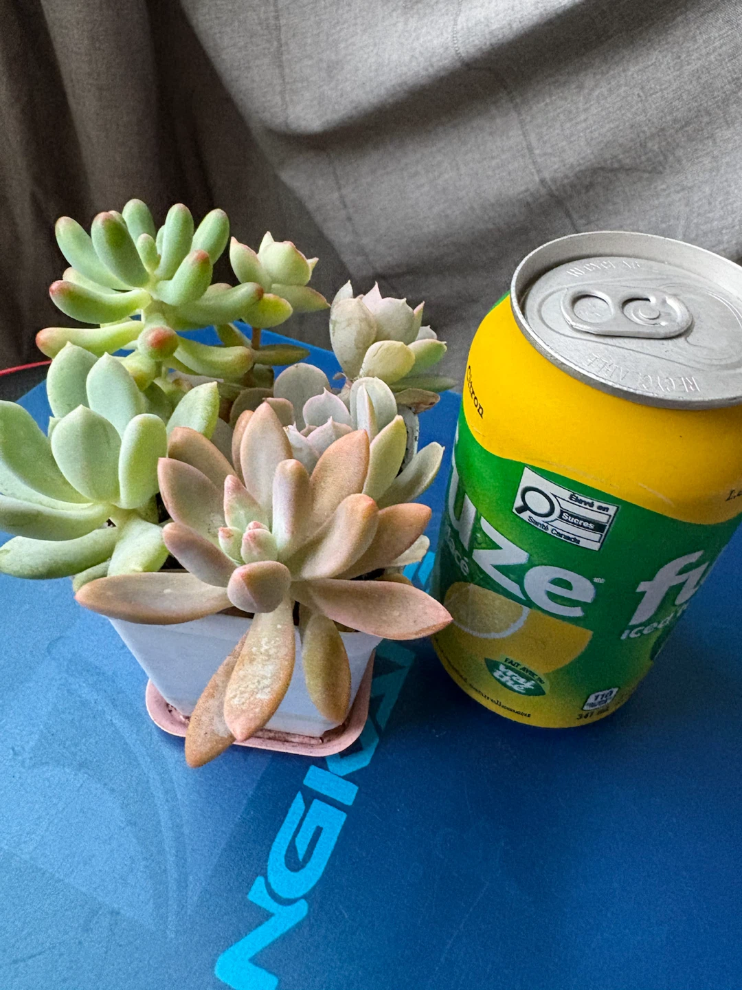 Assorted Succulents in Pot - photo 4