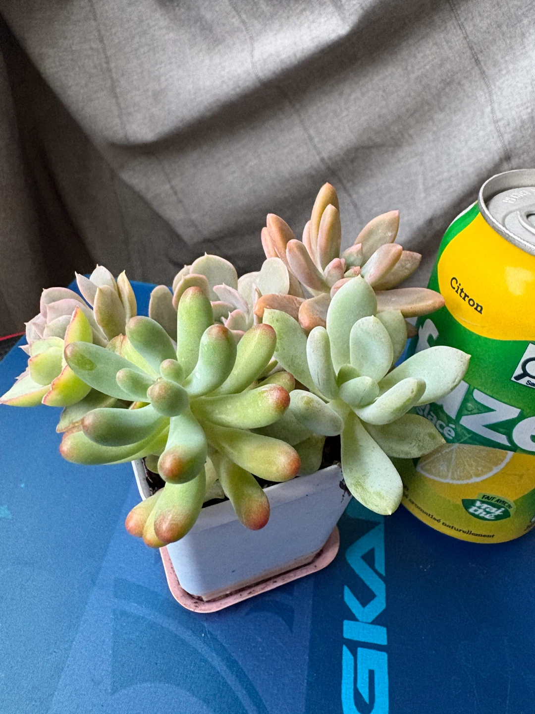 Assorted Succulents in Pot - photo 5