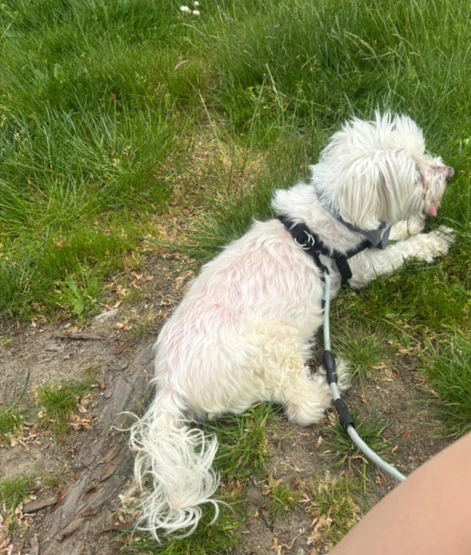 Dog walking services