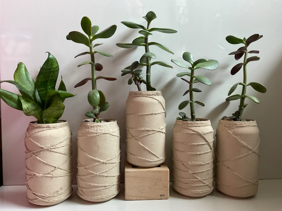 Potted Jade and Snake Plants