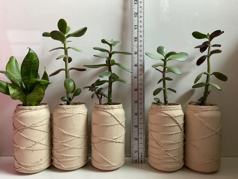 Potted Jade and Snake Plants - photo 2