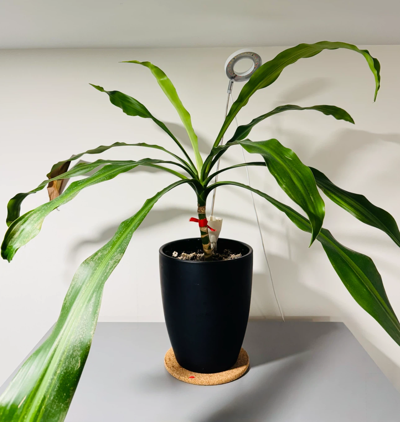 Dracaena Corn Plant
