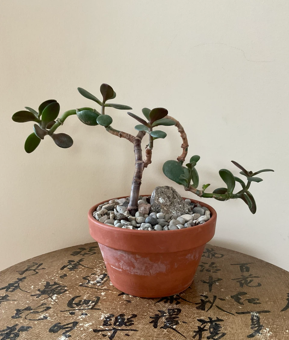 Windswept Jade Bonsai