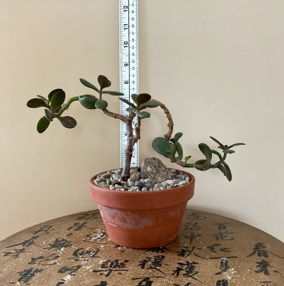 Windswept Jade Bonsai - photo 2